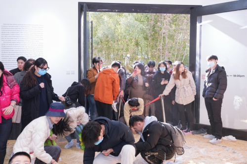 火爆的“淘金米”艺术展现场